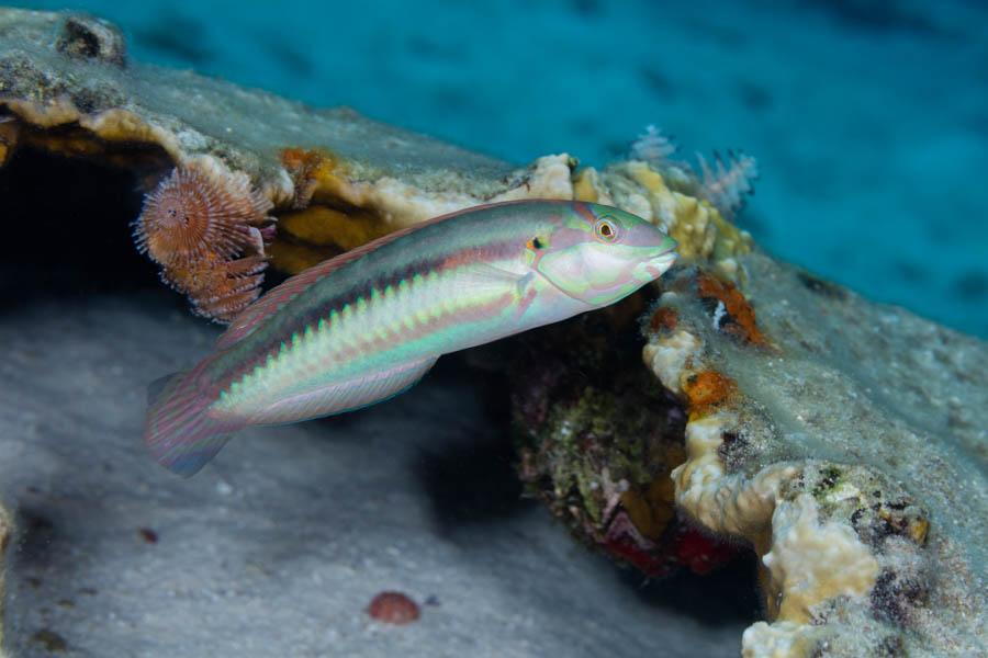 Slippery Dick Wrasse - Large