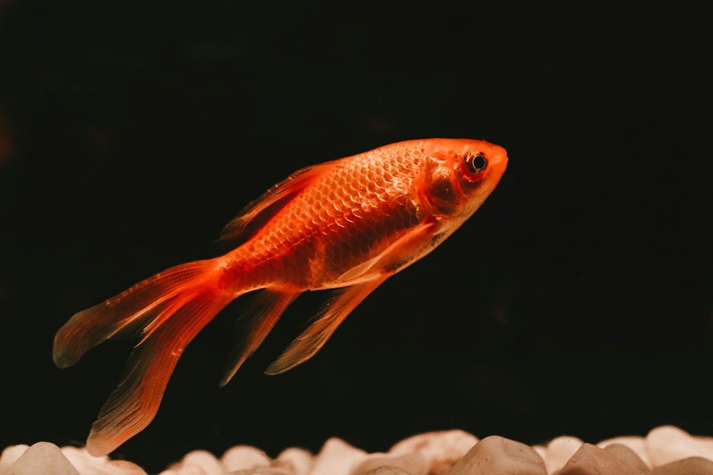Red Pearl Scale