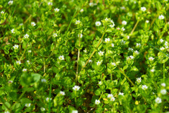 Bacopa Caroliniana