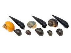 Snail Cleanup Crew Bundle