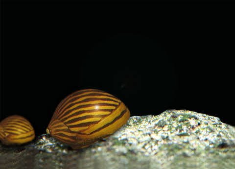 Snail Eating Snail