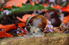 Red Lip Nerite Snail