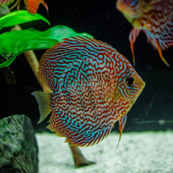 Snake Skin Discus