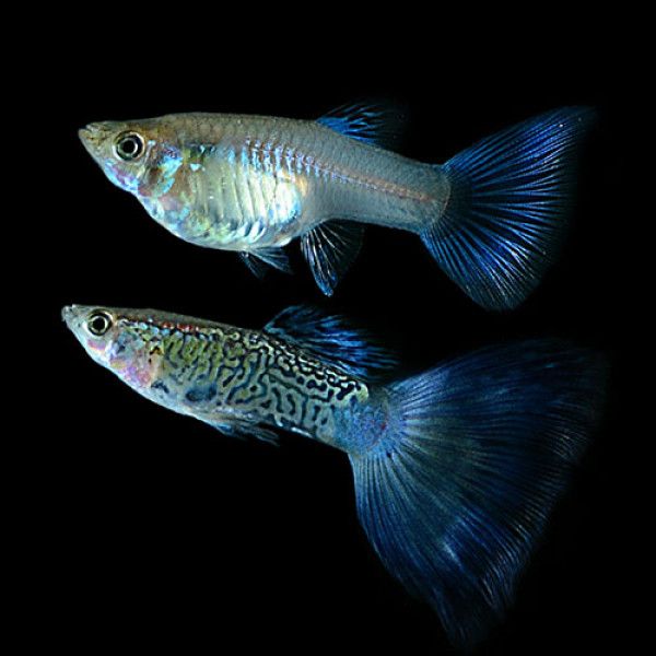 Guppy - Try Colour Cobra