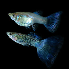 Guppy - Try Colour Cobra