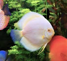 Snow White Discus