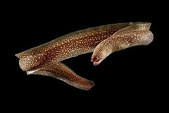 Snowflake Freshwater Moray Eel