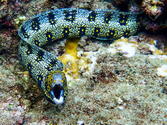 Snowflake Freshwater Moray Eel