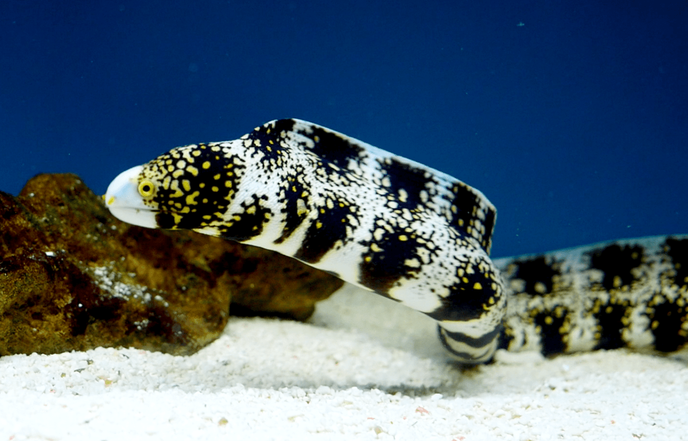 Snowflake Moray Eel