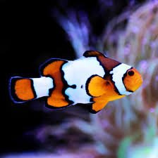Snowflake Ocellaris Clownfish Tank Raised - Medium