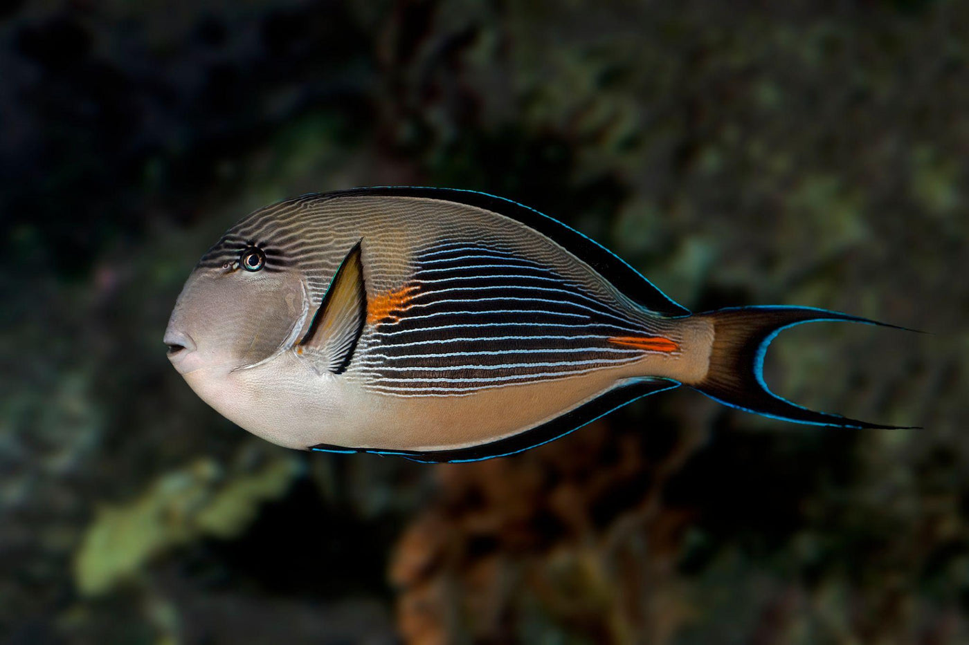 Sohal Tang Red Sea - Medium