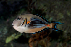 Sohal Tang Red Sea - Medium