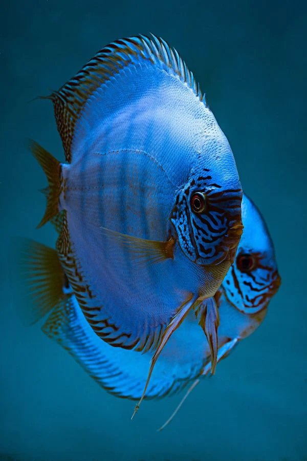 Solid Blue Discus