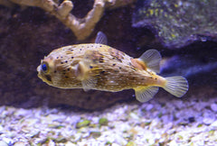 Southern Puffer - Medium