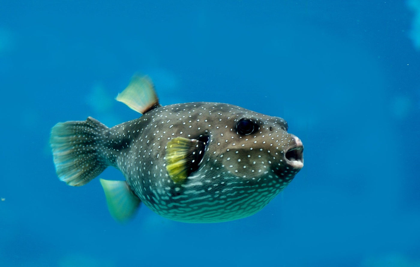 Southern Puffer - Medium