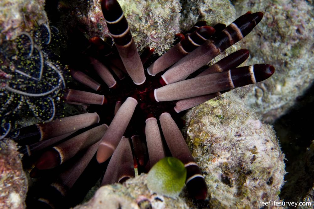 Pencil Urchin Black