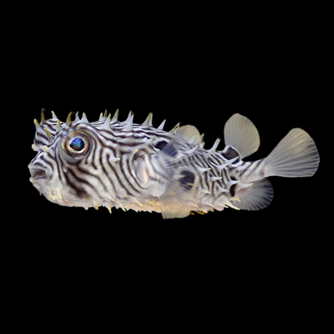 Spiney Box Puffer - Medium