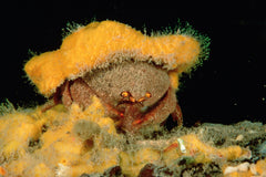 Sponge Crab - Small