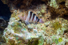 Spotted Hawkfish Atlantic - Medium