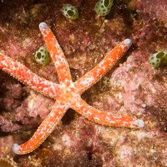 Red Spotted Linckia Starfish - Medium