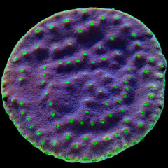 LA Lakers Turbinaria Coral - Frag