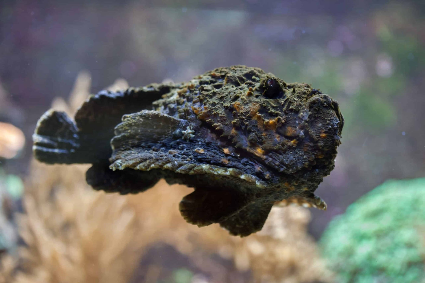 Stone Fish - Medium