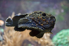 Stone Fish - Medium
