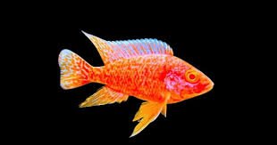 Strawberry OB Peacock Albino