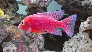 Strawberry Peacock