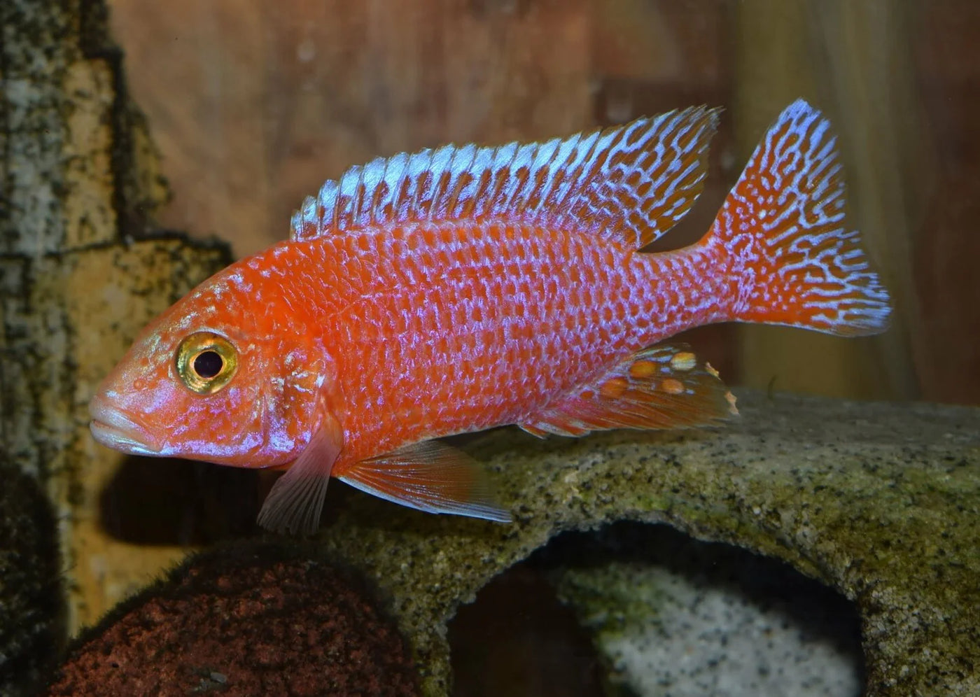 Strawberry Peacock