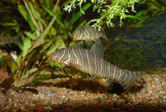 Striata Botia