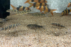 Striata Botia