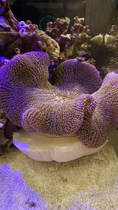 Stripe Saddle Carpet Anemone - Medium