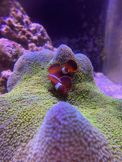 Stripe Saddle Carpet Anemone - Medium
