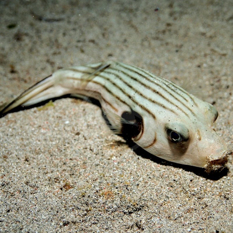 Puffers / Tobies