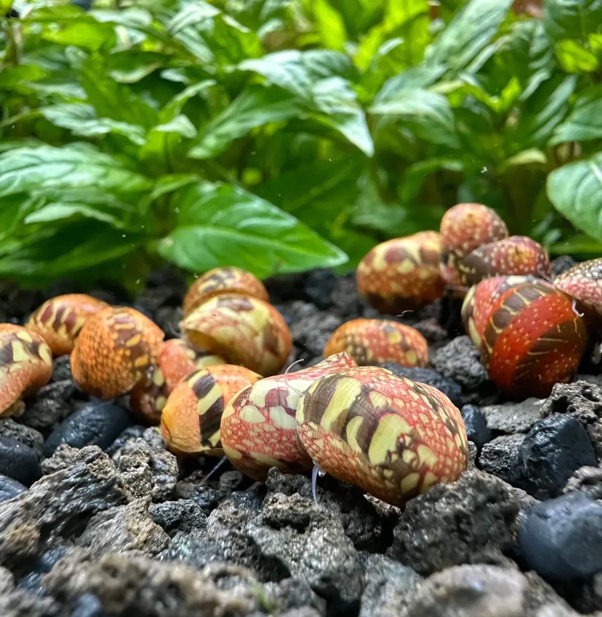 Striped Pumpkin Nerite Snail