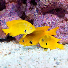 Sulphur Damsel Red Sea - Medium
