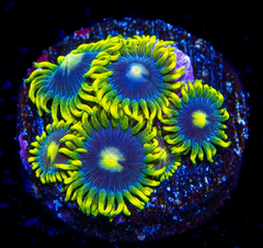 Sunbeam Shuriken Zoanthid Polyp - Frag