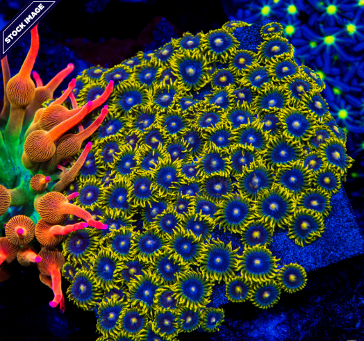 Sunbeam Shuriken Zoanthid Polyp - Frag