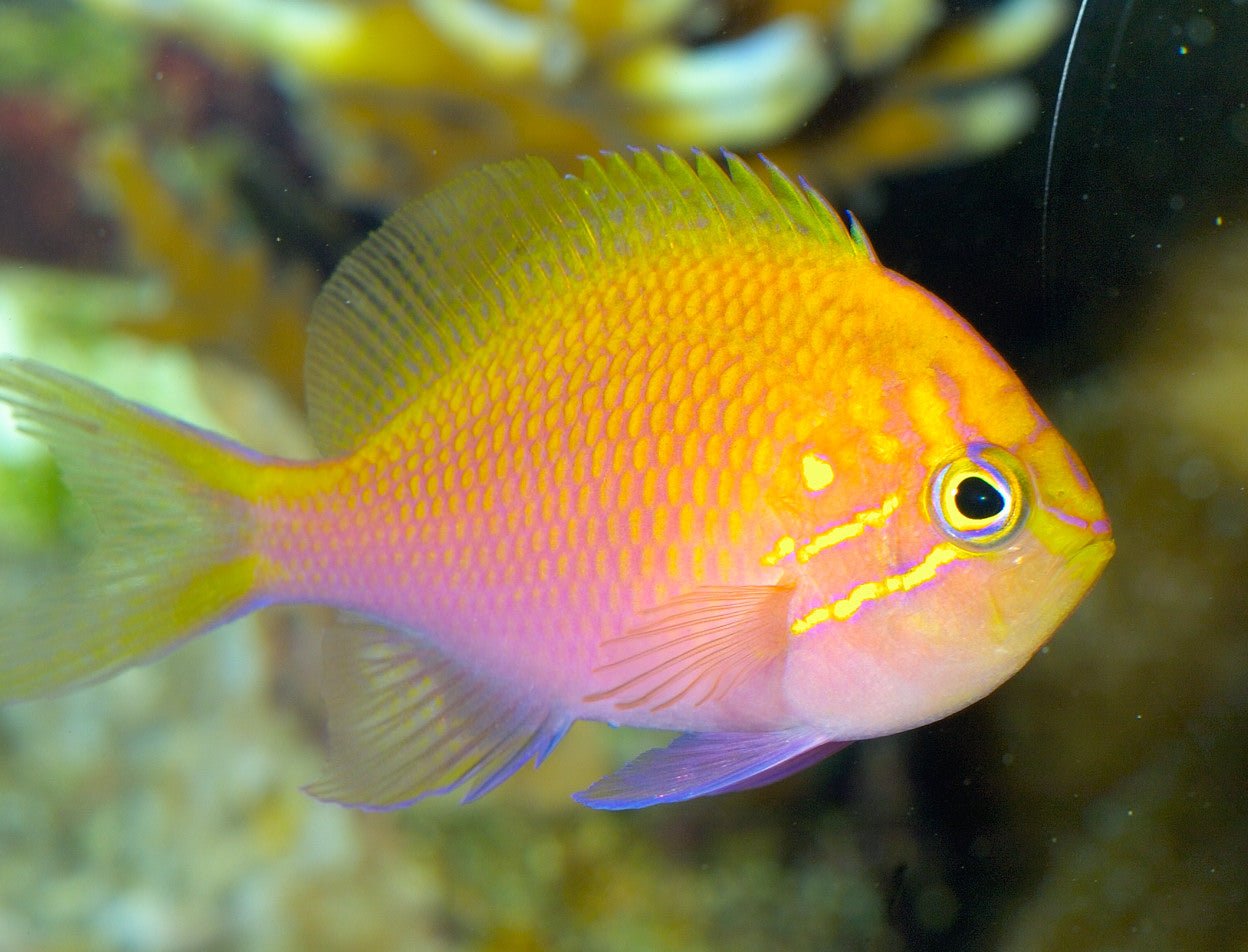 Sunburst Anthias - Small