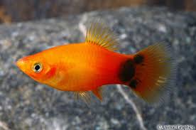 Sunburst Crescent Platy
