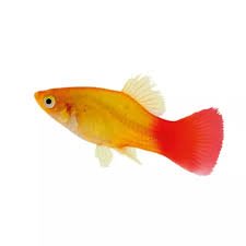 Sunburst Platy