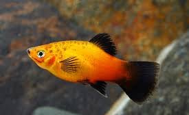 Sunburst Wag Platy