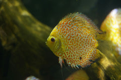 Siam Gold Discus