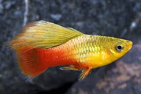Sunset Highfin Variatus