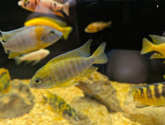 Sunshine Peacock Cichlid