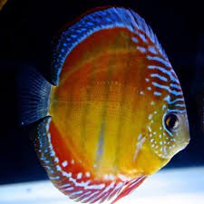 Super Red Brown Discus