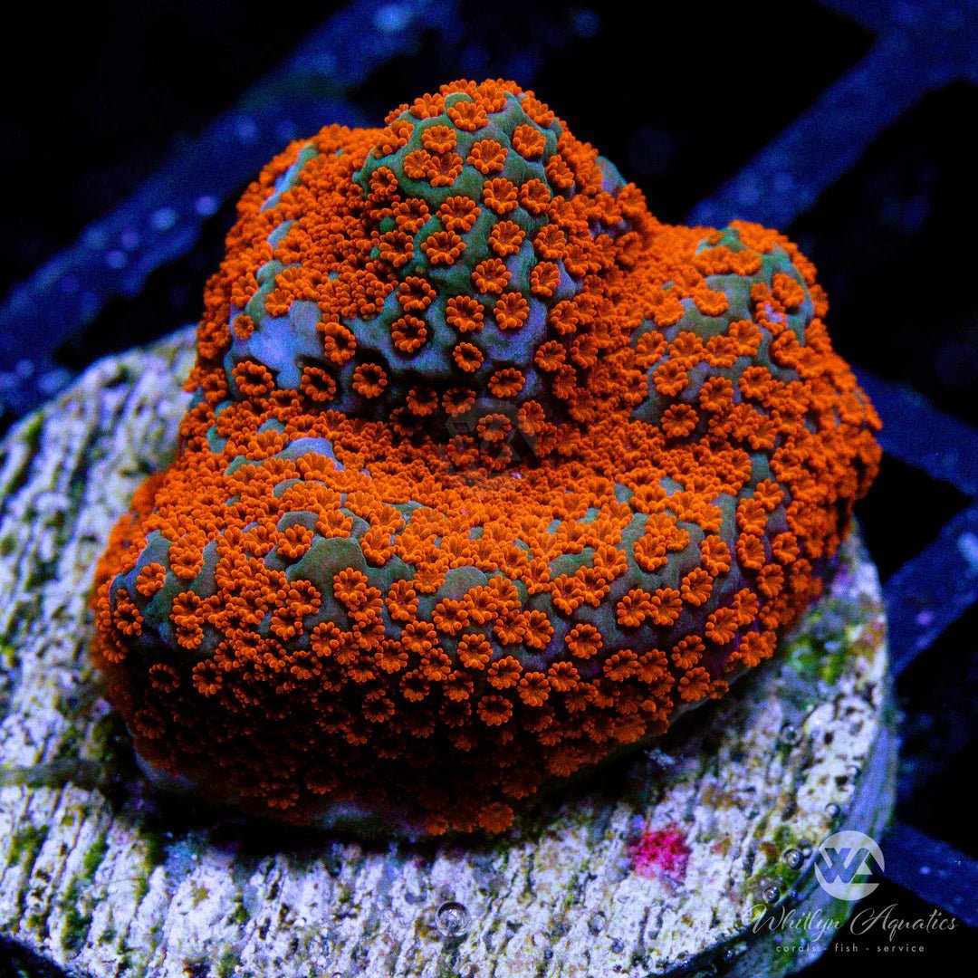 Superman Encrusting Montipora Coral - Frag