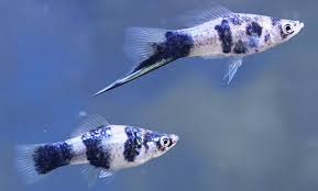 Black Marble Swordtail