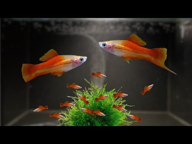 Pineapple Swordtail